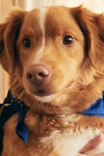 Фотография актёра Инди